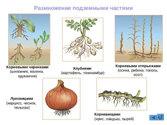 Ссылка официальный сайт кракен