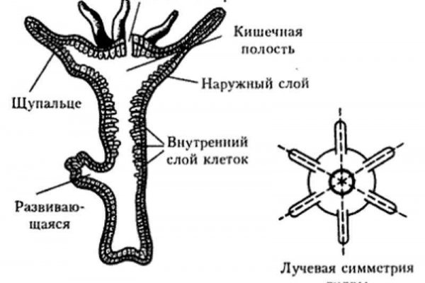 Где найти рабочую ссылку кракен